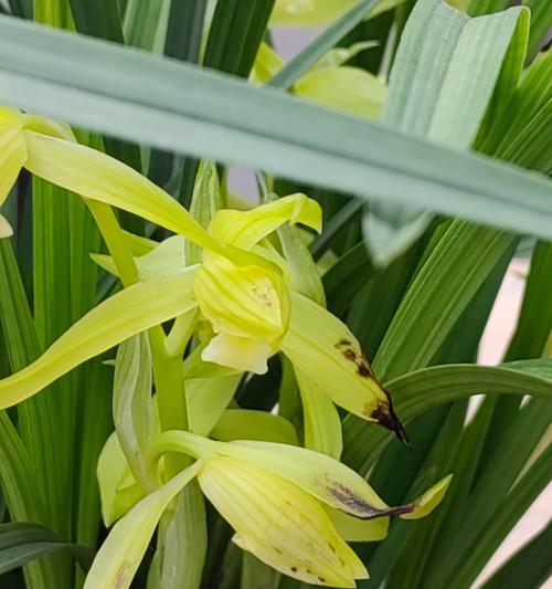 春兰的花语是什么意思？春兰象征着什么？
