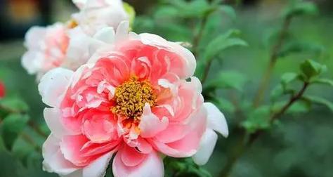 粉色君子兰花语是什么？粉色君子兰的寓意是什么？