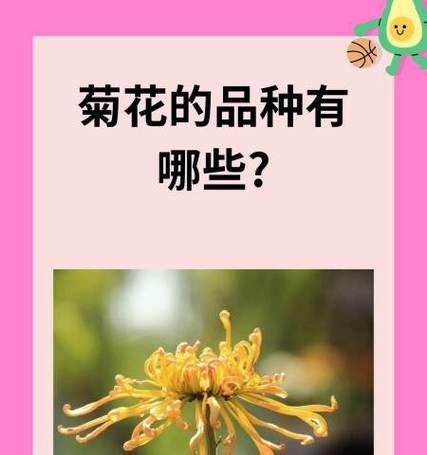 白菊花语通常意味着什么？
