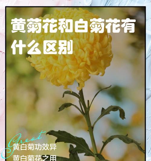 白菊花语通常意味着什么？