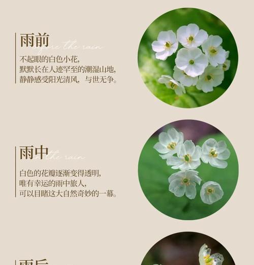 山荷叶花语有哪些传说？