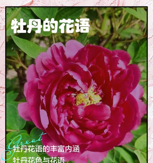 牡丹花的花语和寓意是什么？