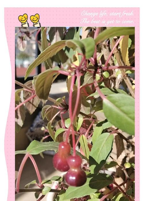 灯笼花的花语有何深意？
