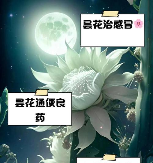 昙花的花语及其背后传说是什么？