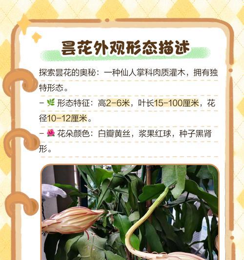昙花的花语及其背后传说是什么？