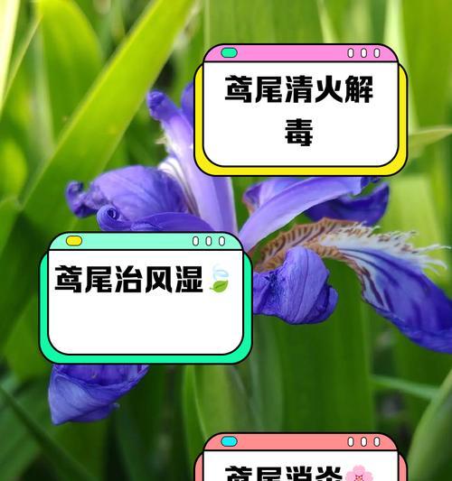 鸢尾草花语有哪些含义？