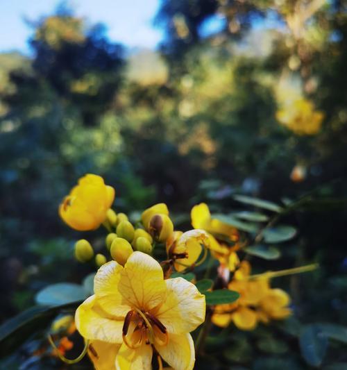槐花的花语有何寓意？