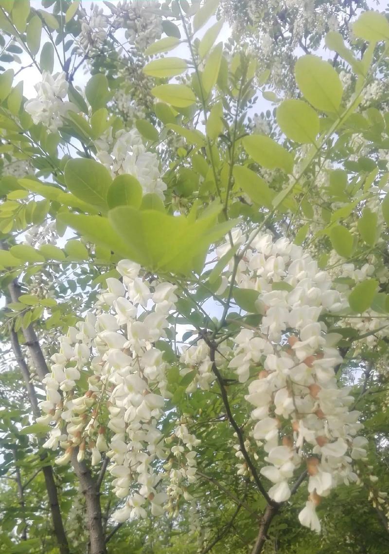 槐花的花语有何寓意？