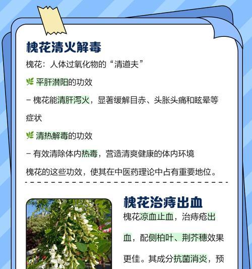 槐花的花语有何寓意？