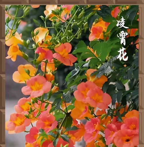 凌霄花的花语代表什么？