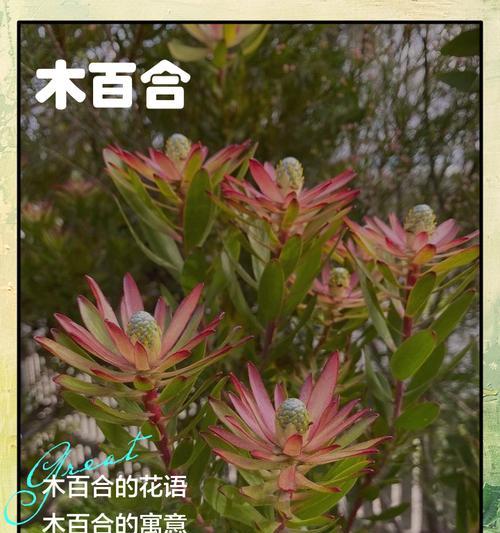 百合花花语传说是什么？有哪些神秘含义？