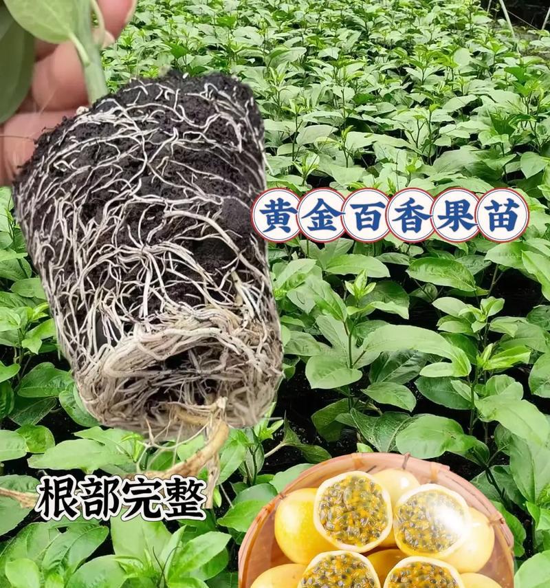 黄金百香果的花语是什么？它象征着什么？