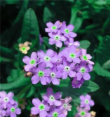 紫色三色堇花语有哪些含义？它传递了哪些情感？