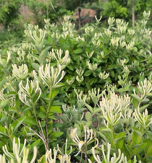 金银花的花语是什么意思？它在文化中扮演什么角色？