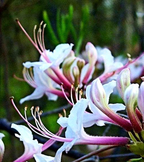 金银花的花语是什么意思？它在文化中扮演什么角色？