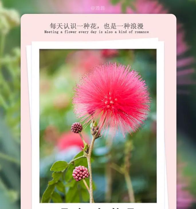 百合花的花语如何抒发情感？有哪些动人传说？