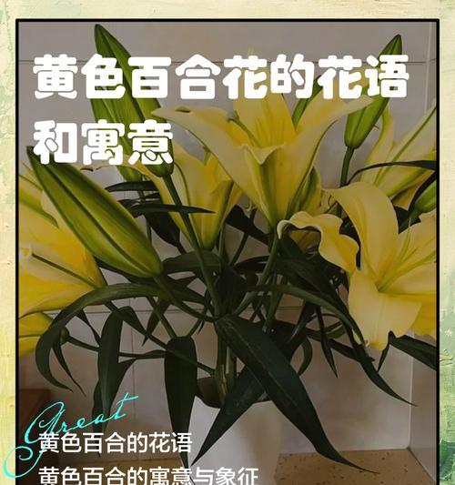 百合花的花语如何表达？有哪些特别的含义？
