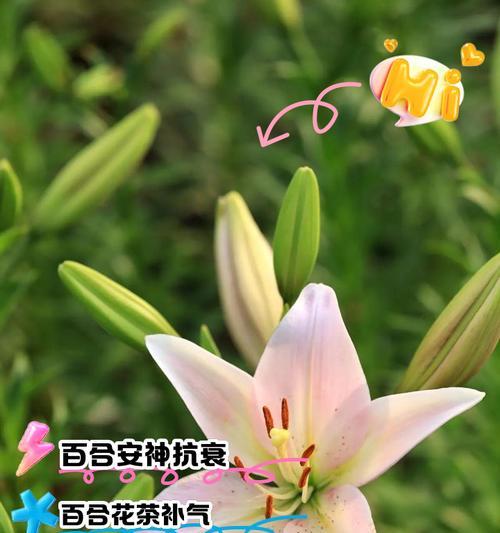 百合花的花语如何表达？有哪些特别的含义？