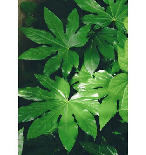 八角金盘的花语是什么？它在传统中意味着什么？