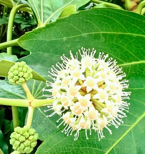 八角金盘的花语是什么？它在传统中意味着什么？