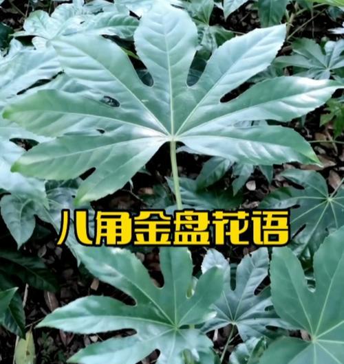 八角金盘的花语是什么？它在传统中意味着什么？