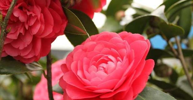 十大名花及其花语有哪些？它们各自代表什么？