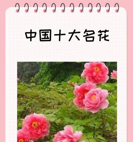 十大名花及其花语有哪些？它们各自代表什么？