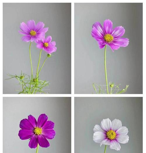 七彩格桑花的花语有哪些？它象征着什么？