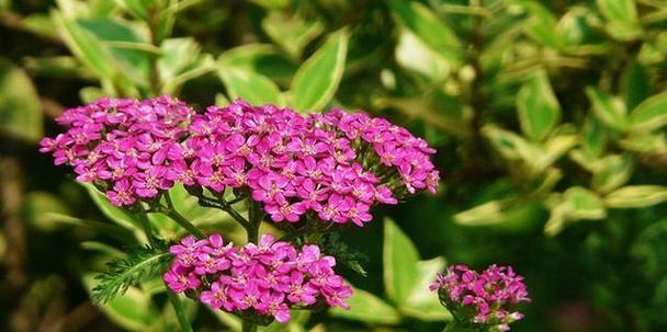 粉色万寿菊花语代表什么？它传递了哪些信息？