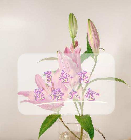 百合花的花语禁忌有哪些？在送花时应注意什么？