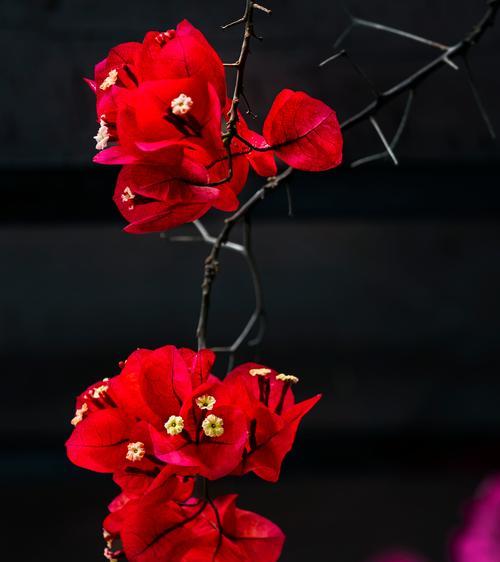 樱花三角梅的花语有哪些？如何传递情感？