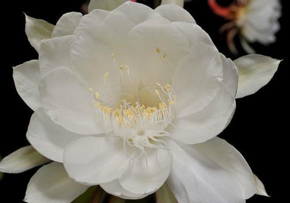 昙花一现的花语含义是什么？为何如此珍贵？