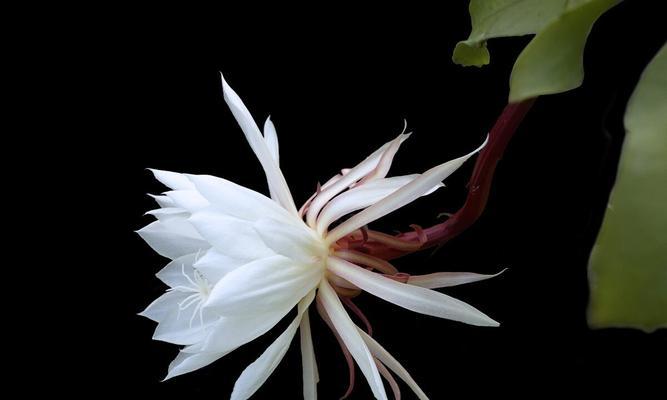 昙花一现的花语含义是什么？为何如此珍贵？