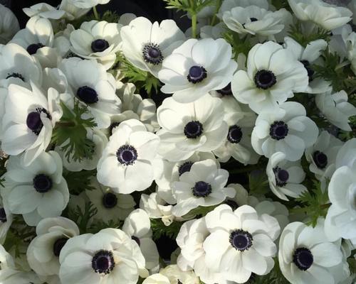 五叶银莲花的花语是什么？如何用它传递祝福？
