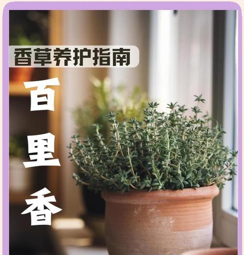 百里香的花语代表勇气吗？如何用百里香表达决心？
