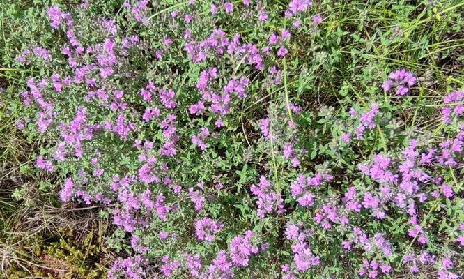 百里香的花语代表勇气吗？如何用百里香表达决心？