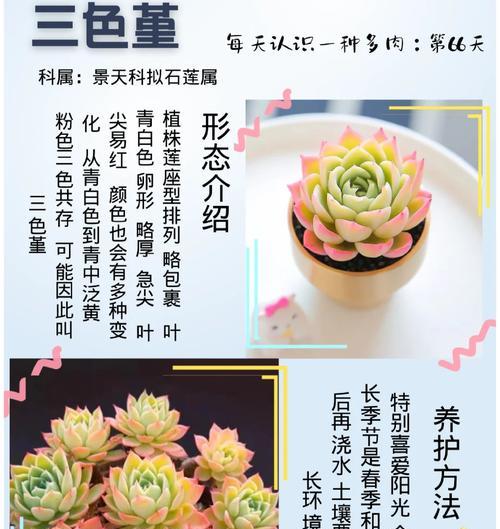 三色堇的花语有哪些？如何用三色堇表达情感？