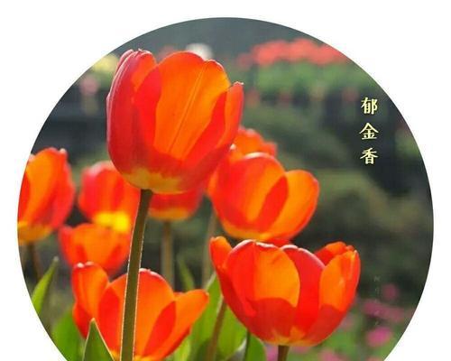 红色三色堇的花语是什么？如何用它表达爱意？