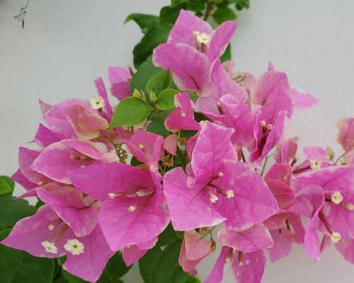 红樱三角梅的花语是什么？红樱三角梅代表了哪些情感？