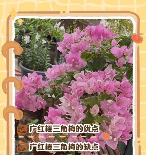 红樱三角梅的花语是什么？红樱三角梅代表了哪些情感？