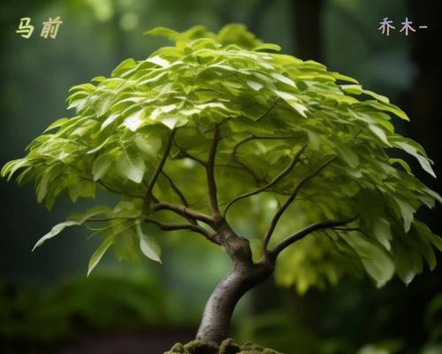 五味子花的花语是什么？五味子花代表了哪些含义？
