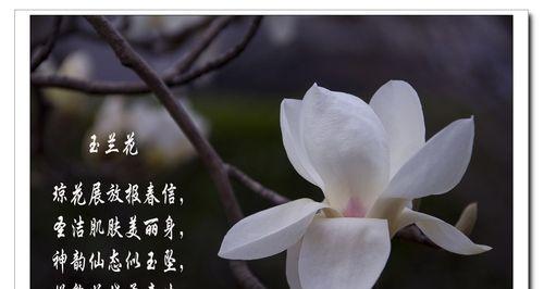 玉兰花花语百科有哪些内容？玉兰花的花语代表了什么？