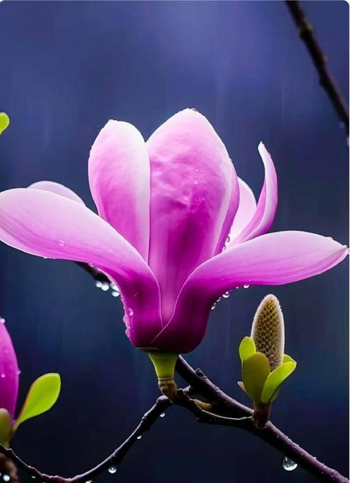 玉兰花花语百科有哪些内容？玉兰花的花语代表了什么？