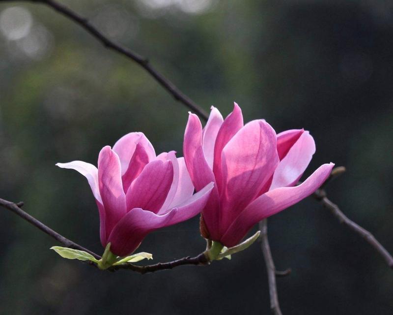 玉兰花花语百科有哪些内容？玉兰花的花语代表了什么？