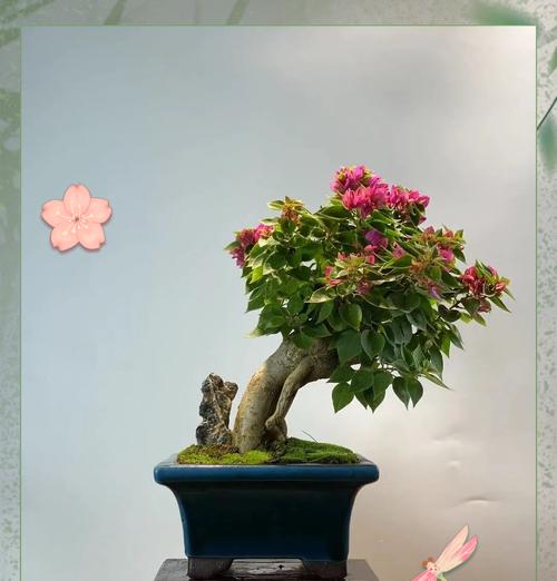 花言花语三角梅是什么？三角梅的花语有哪些？