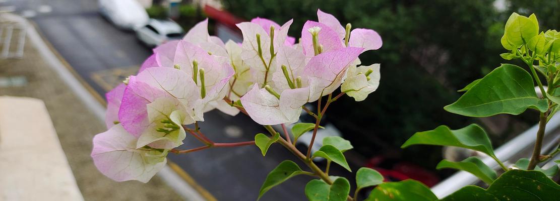 花言花语三角梅是什么？三角梅的花语有哪些？