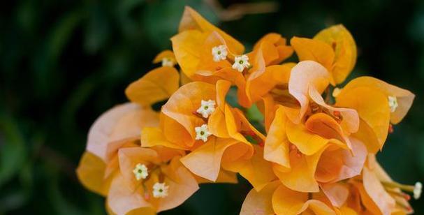 花言花语三角梅是什么？三角梅的花语有哪些？