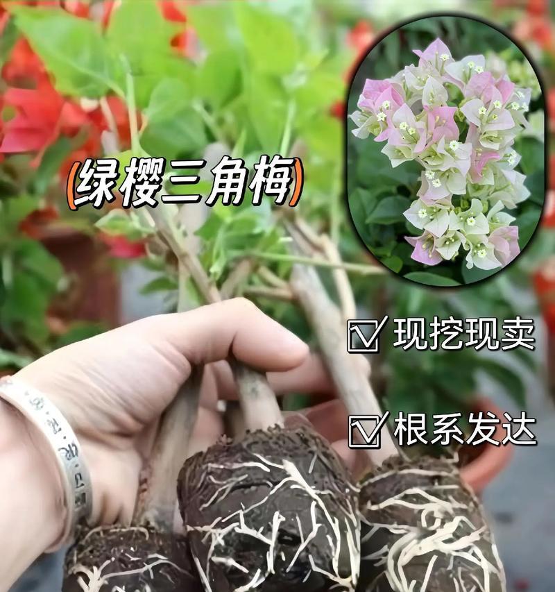 三角梅花语意思是什么？三角梅代表了哪些情感？