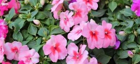 四季凤仙花花语是什么？四季凤仙花的象征意义是什么？