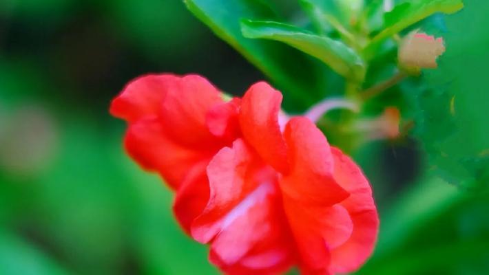 四季凤仙花花语是什么？四季凤仙花的象征意义是什么？